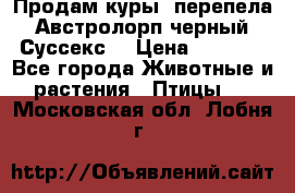 Продам куры, перепела. Австролорп черный. Суссекс. › Цена ­ 1 500 - Все города Животные и растения » Птицы   . Московская обл.,Лобня г.